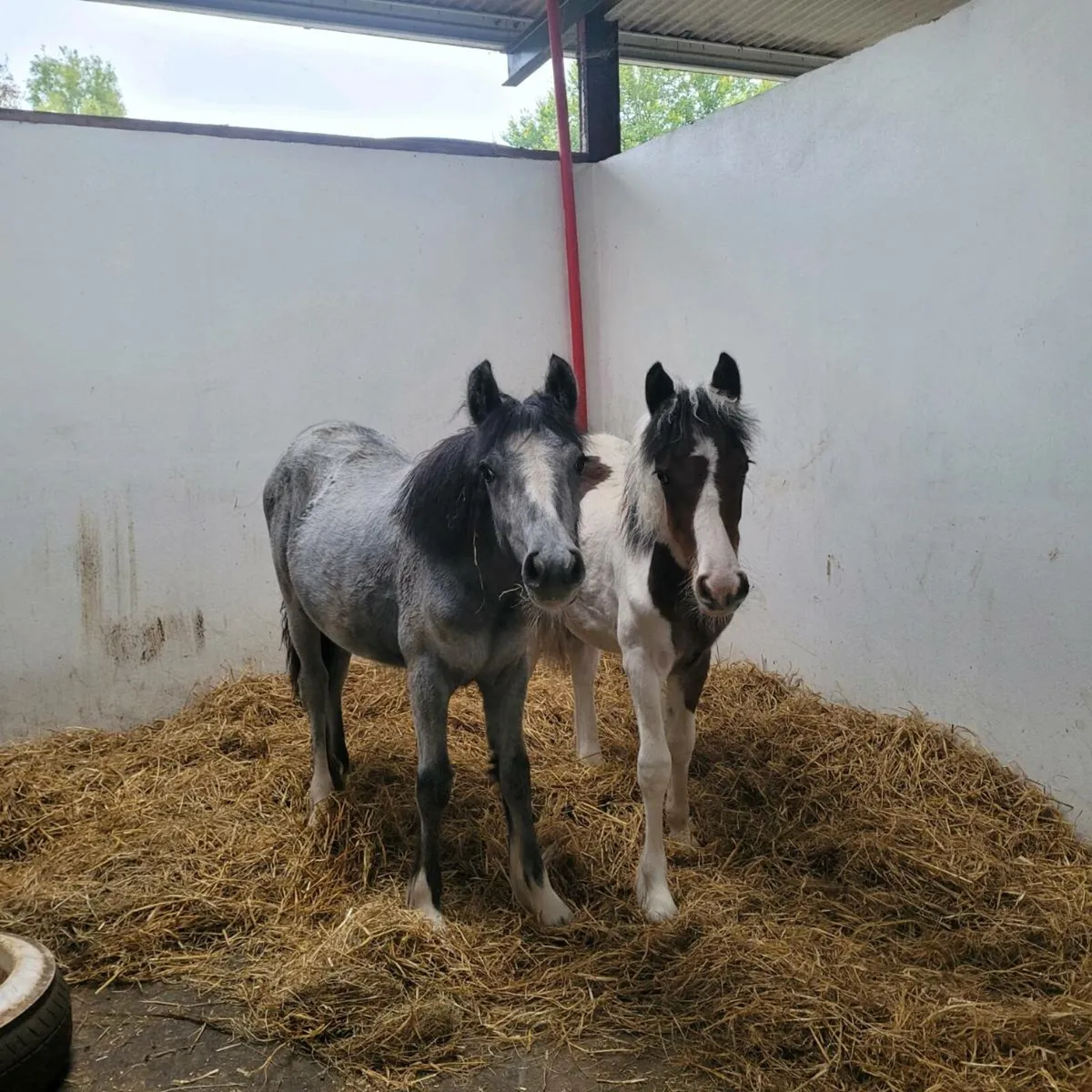Pony Foals - Image 1