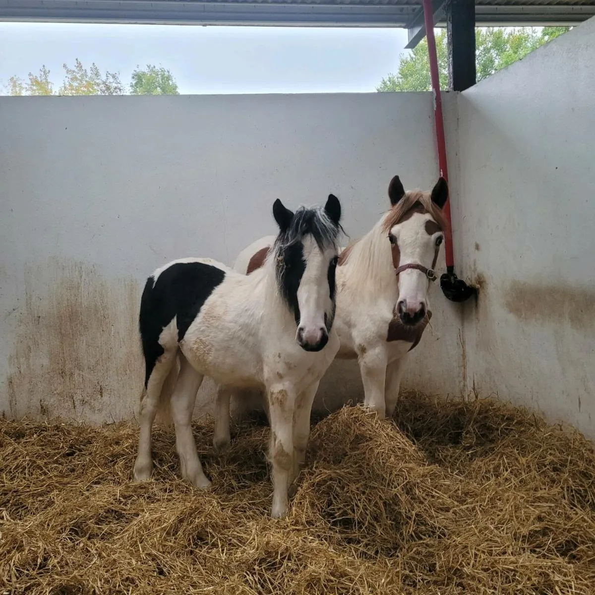Pony Foals - Image 2