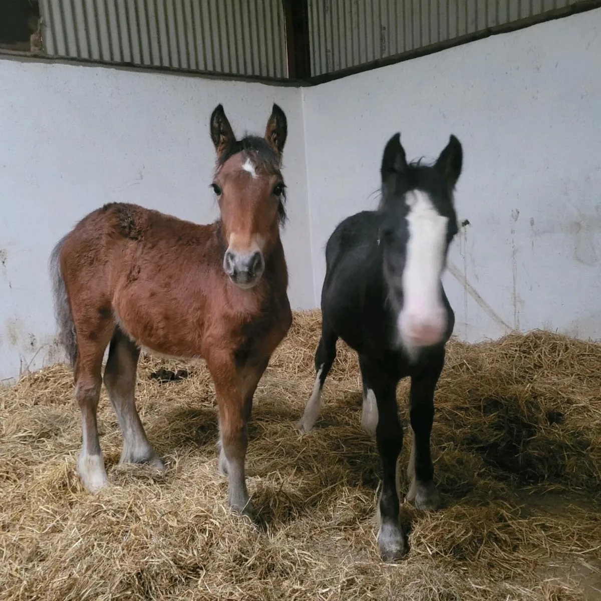 Pony Foals - Image 3
