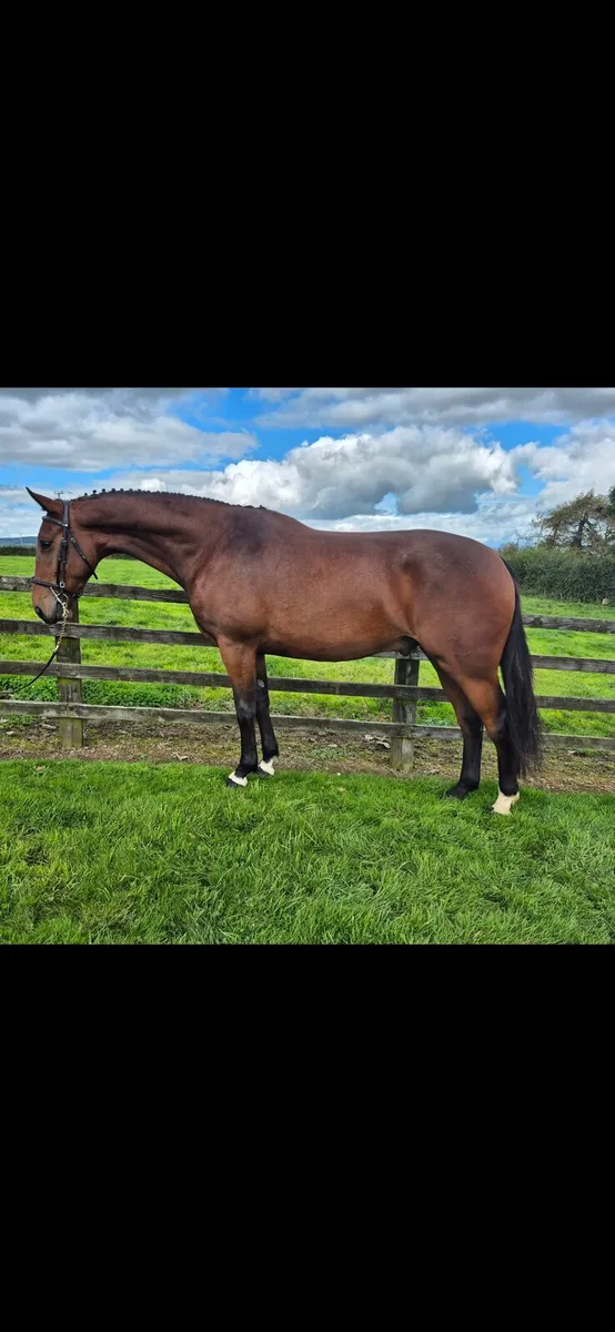 3yr old Vivant out of Grand Prix Mare - Image 1