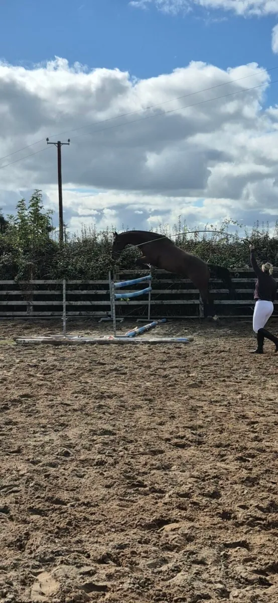 3yr old Vivant out of Grand Prix Mare - Image 2