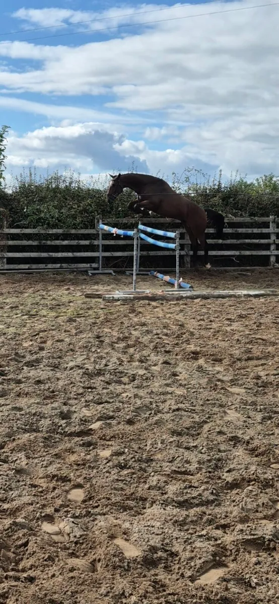3yr old Vivant out of Grand Prix Mare - Image 3