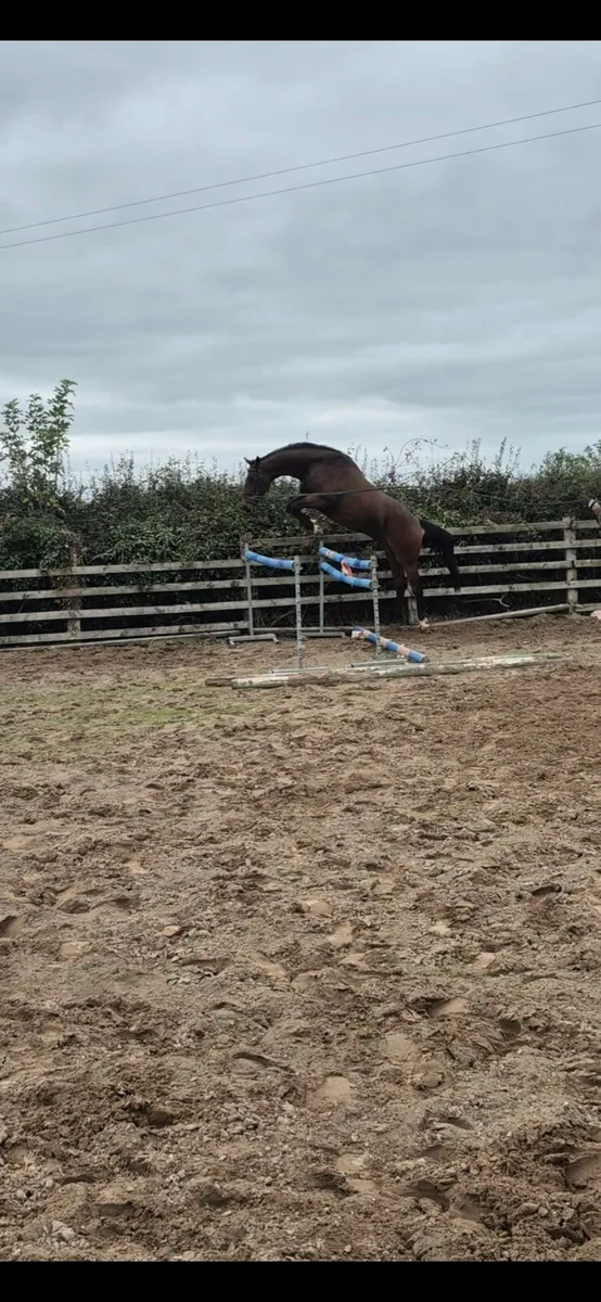 3yr old Vivant out of Grand Prix Mare - Image 4