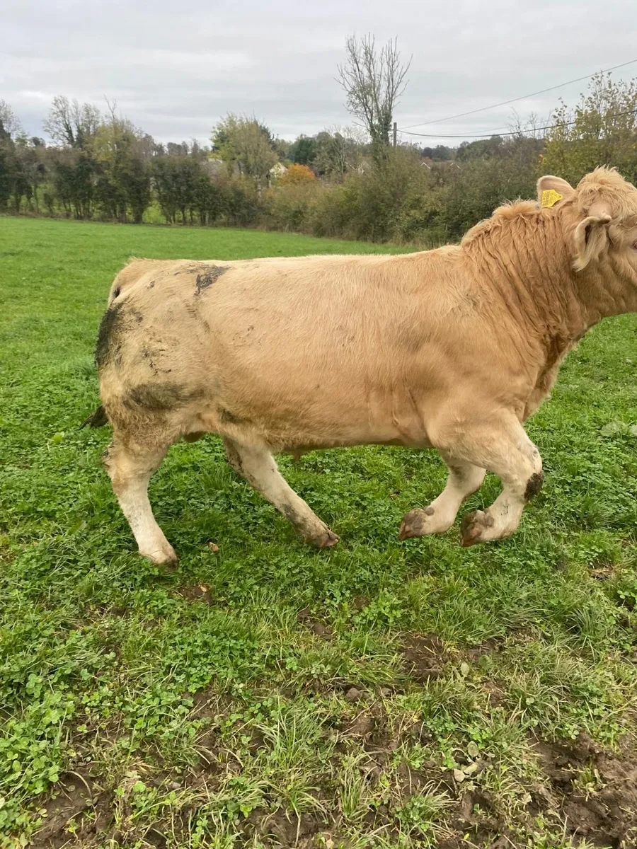 🐂🐂ORGANIC SALE CLONES MART🐂🐂 - Image 2