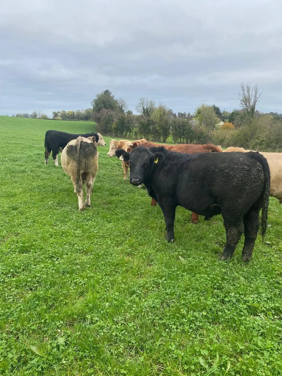 🐂🐂ORGANIC SALE CLONES MART🐂🐂 - Image 3