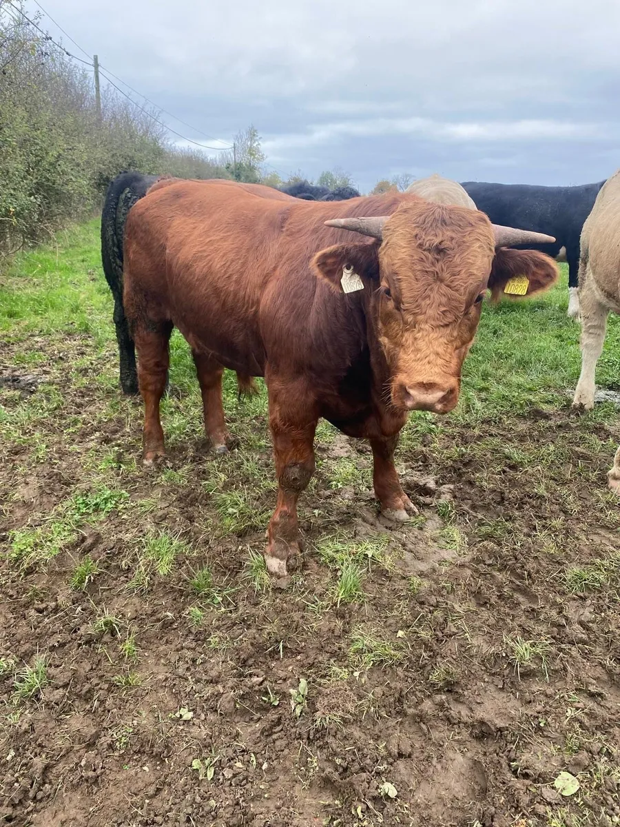 🐂🐂ORGANIC SALE CLONES MART🐂🐂 - Image 4