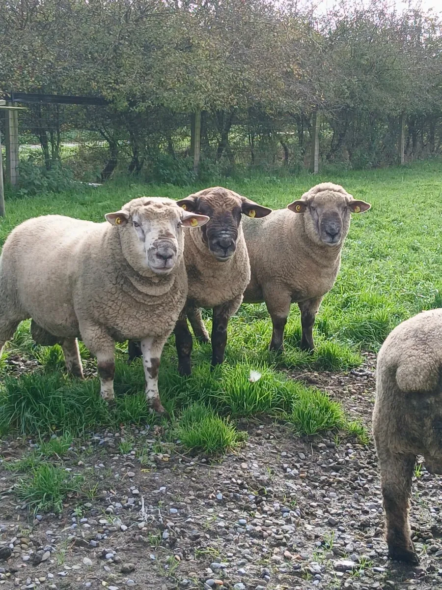 Hogget rams - Image 1