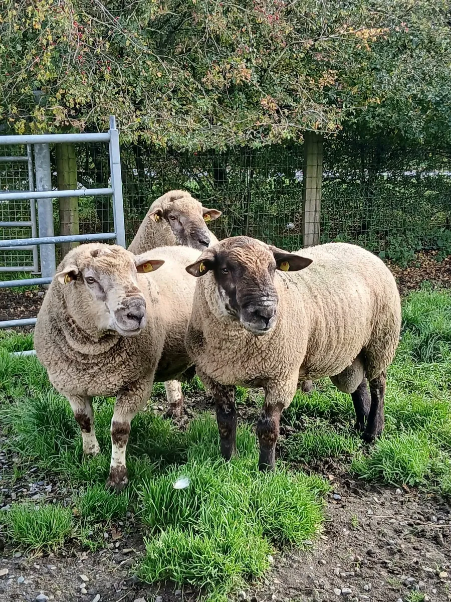 Hogget rams - Image 2
