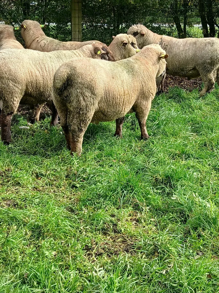 Hogget rams - Image 3