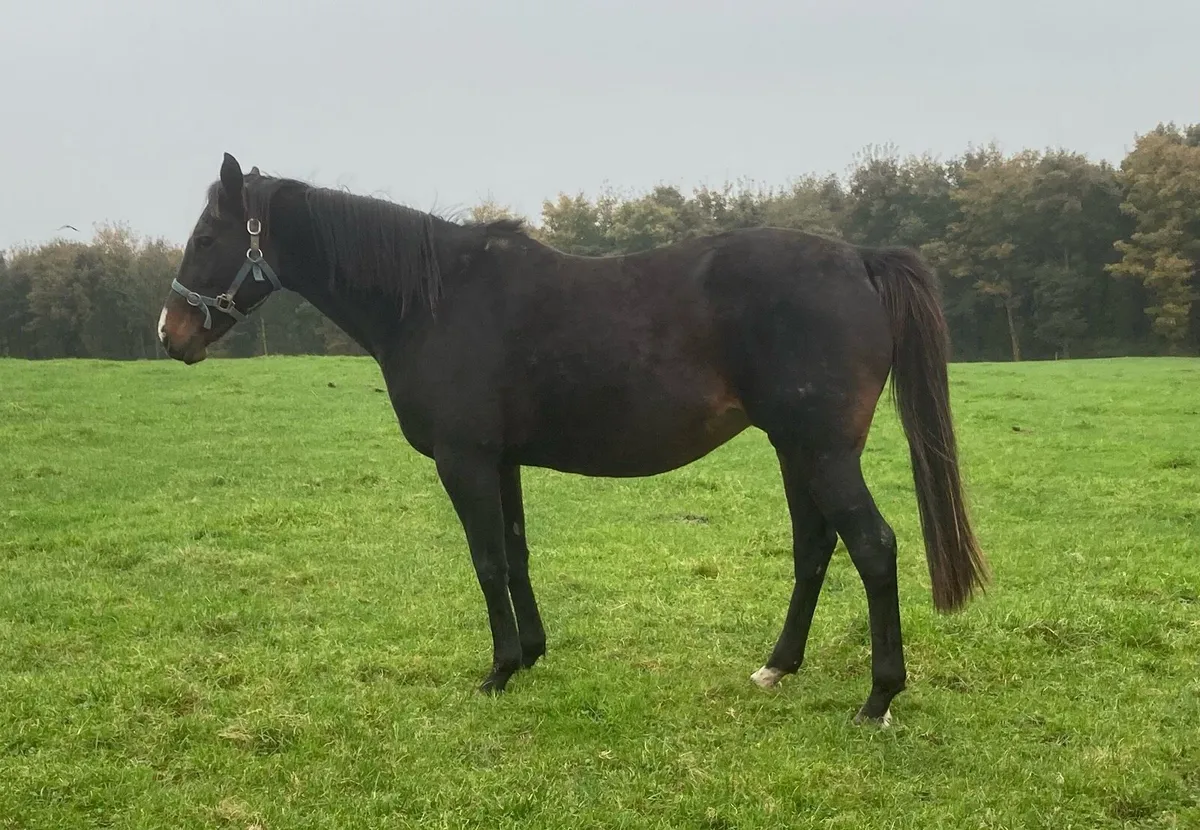 TB mare - Image 1