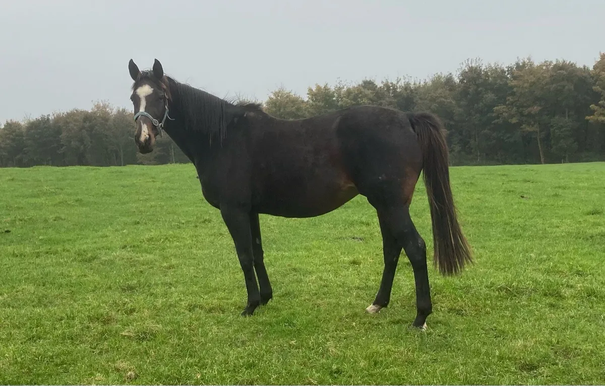 TB mare - Image 2