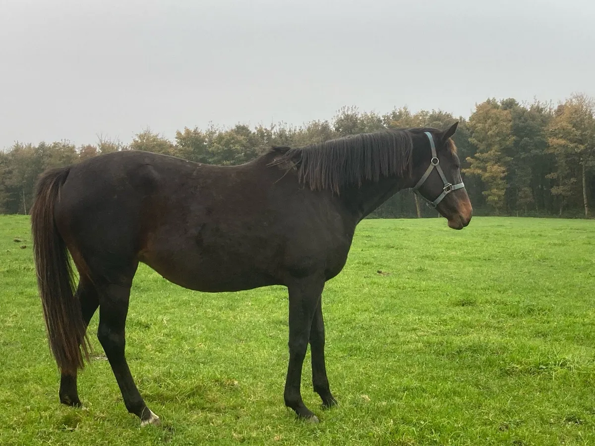 TB mare - Image 3