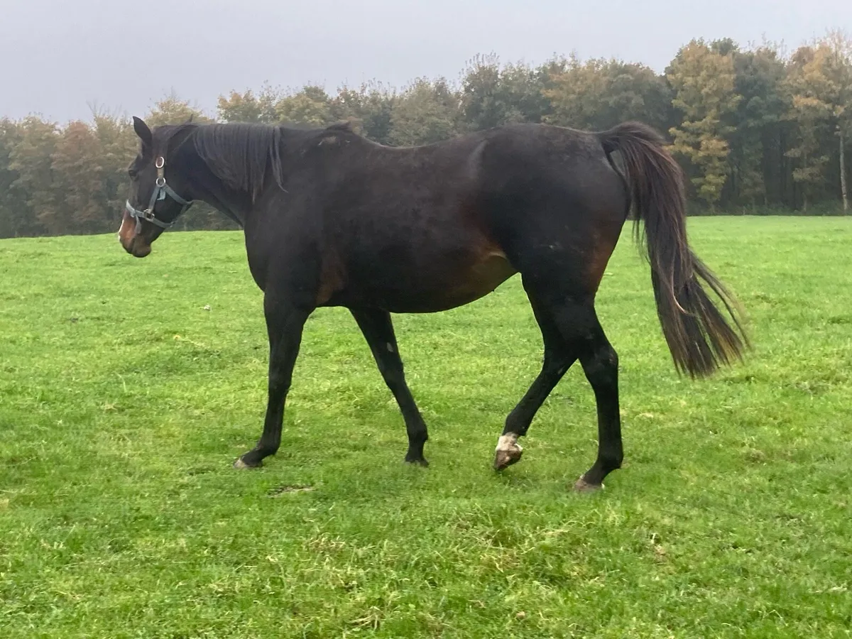 TB mare - Image 4