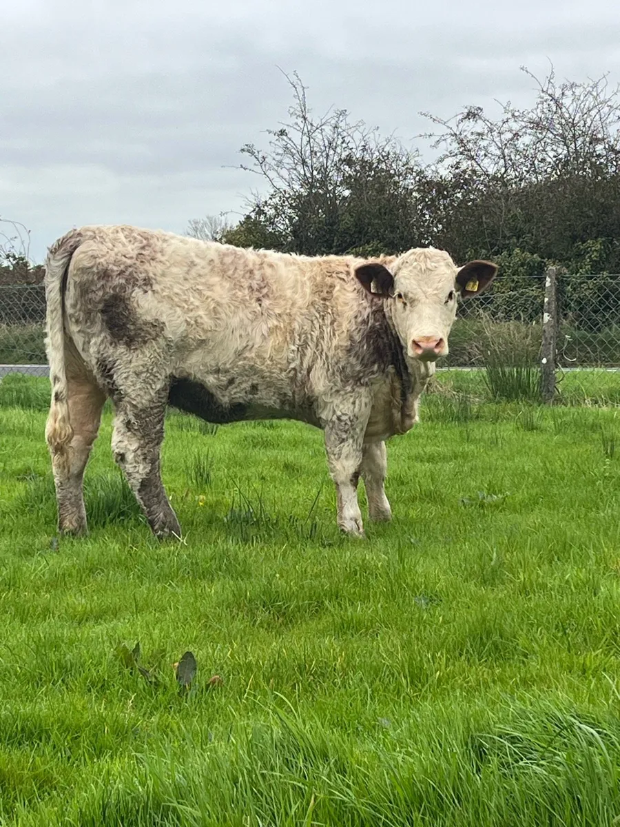 Quality Weanlings for Castlerea mart 16/10/25 - Image 1