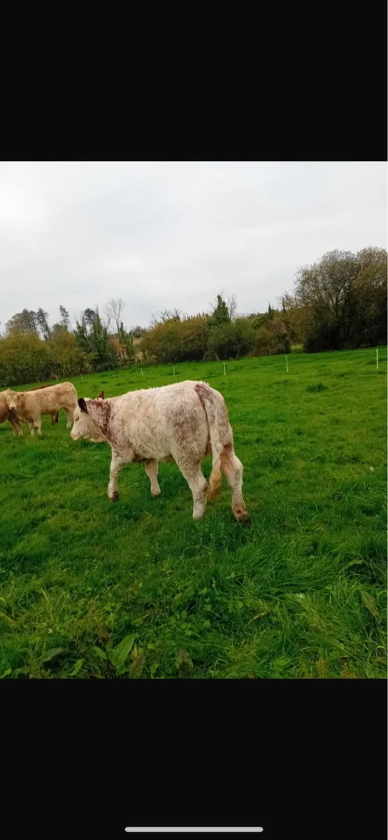 Quality Weanlings for Castlerea mart 16/10/25 - Image 3