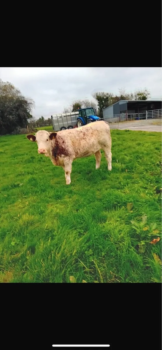 Quality Weanlings for Castlerea mart 16/10/25 - Image 4