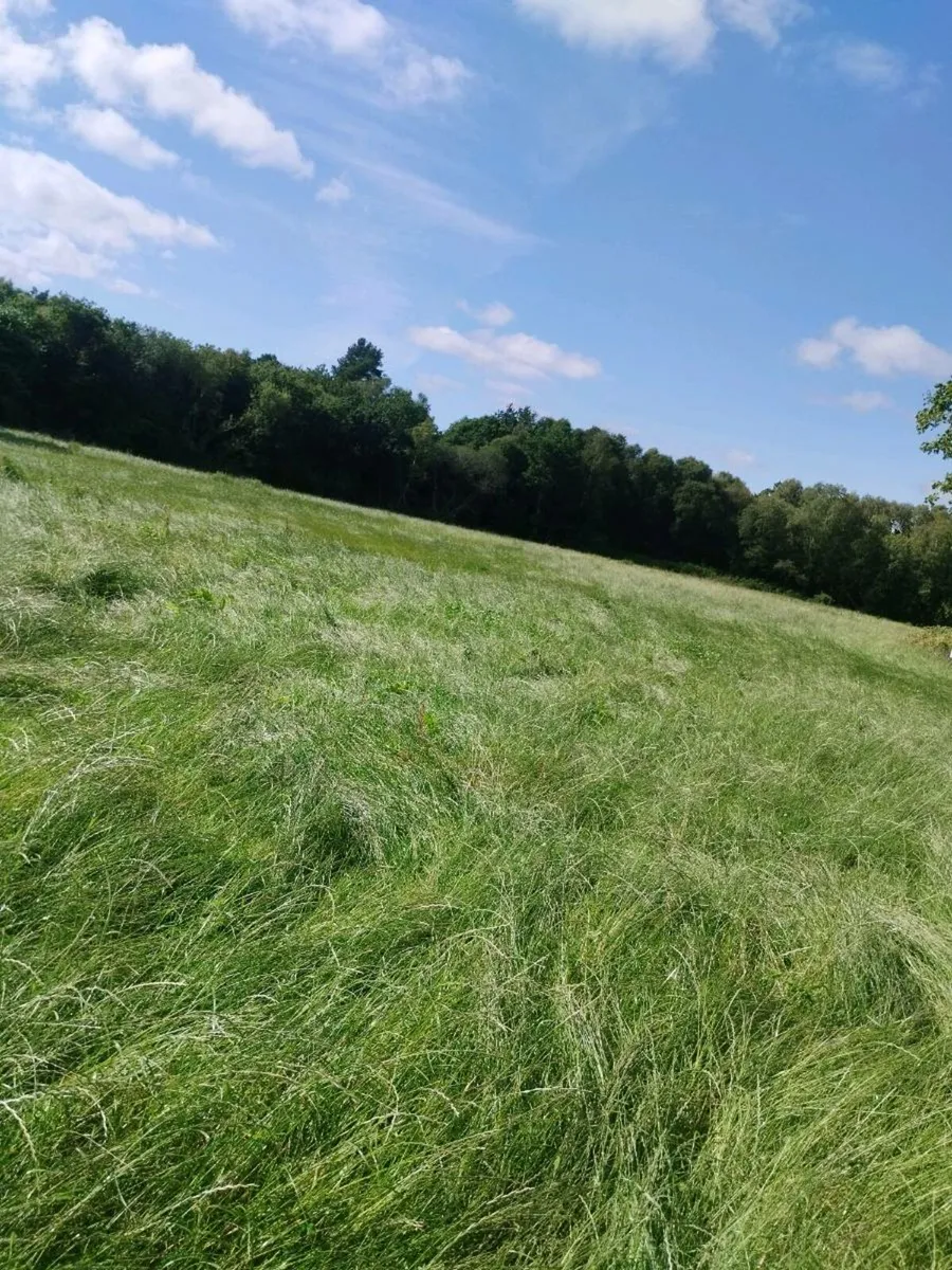 Small square bales of hay - Image 3