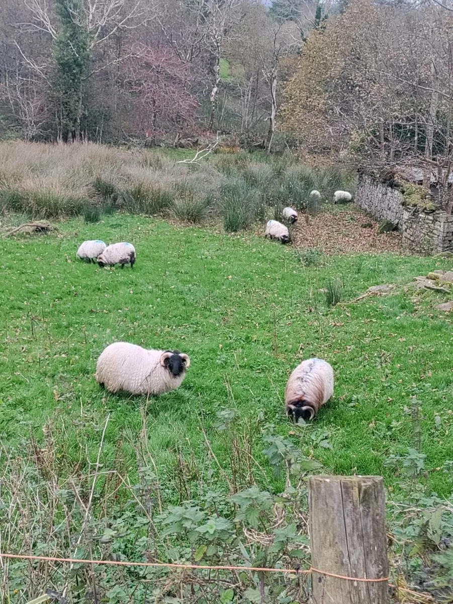 Store mountain lambs - Image 2