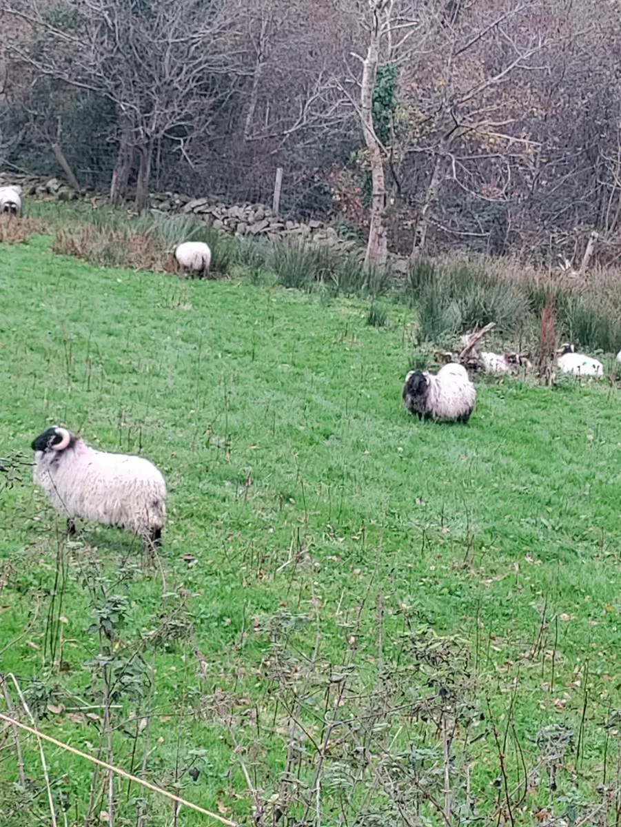 Store mountain lambs - Image 3