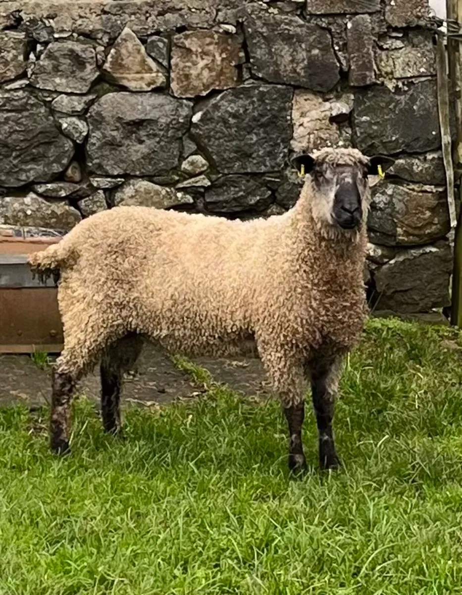 Pedigree Teeswater Shearling Ram - Image 1