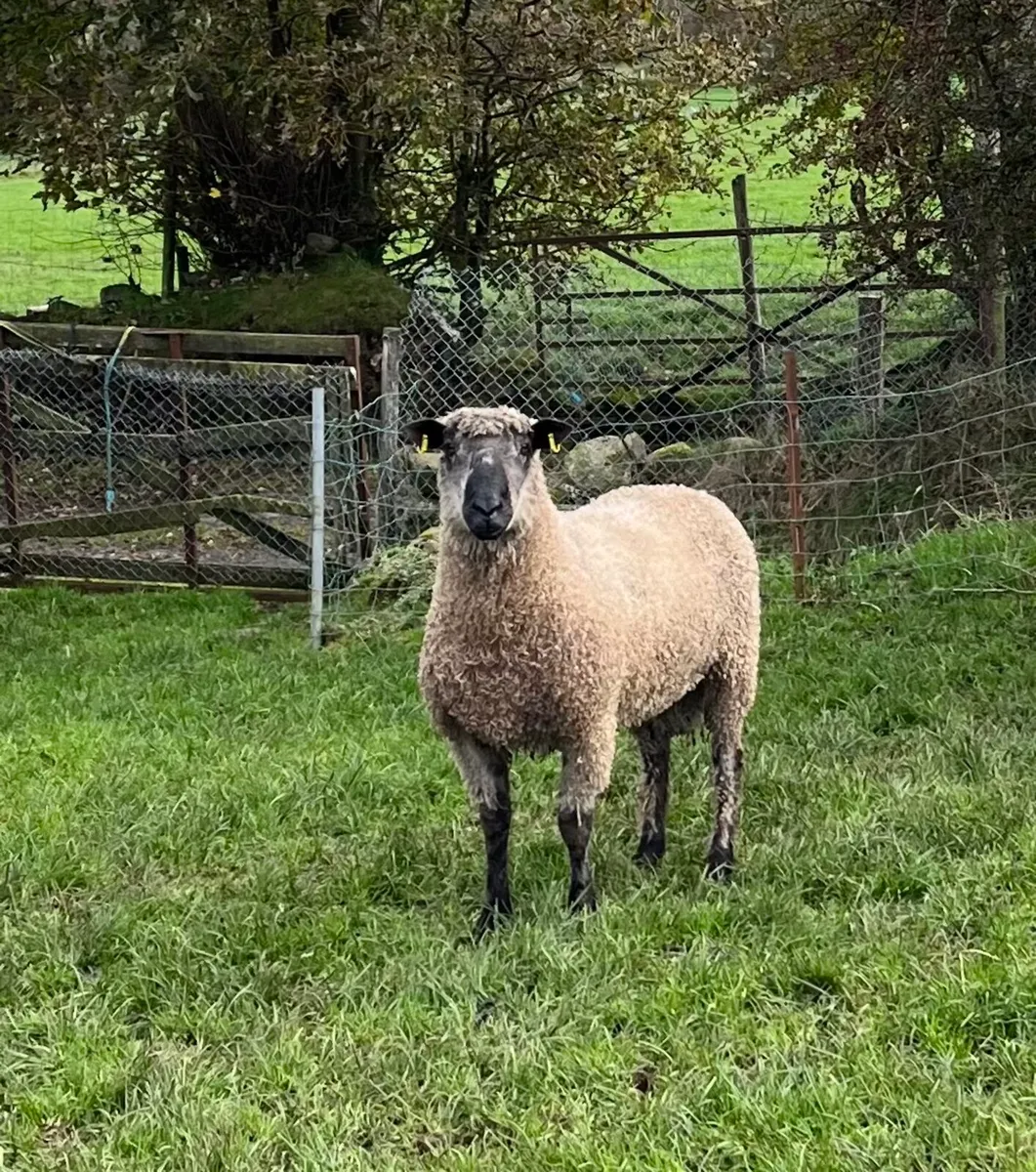 Pedigree Teeswater Shearling Ram - Image 2