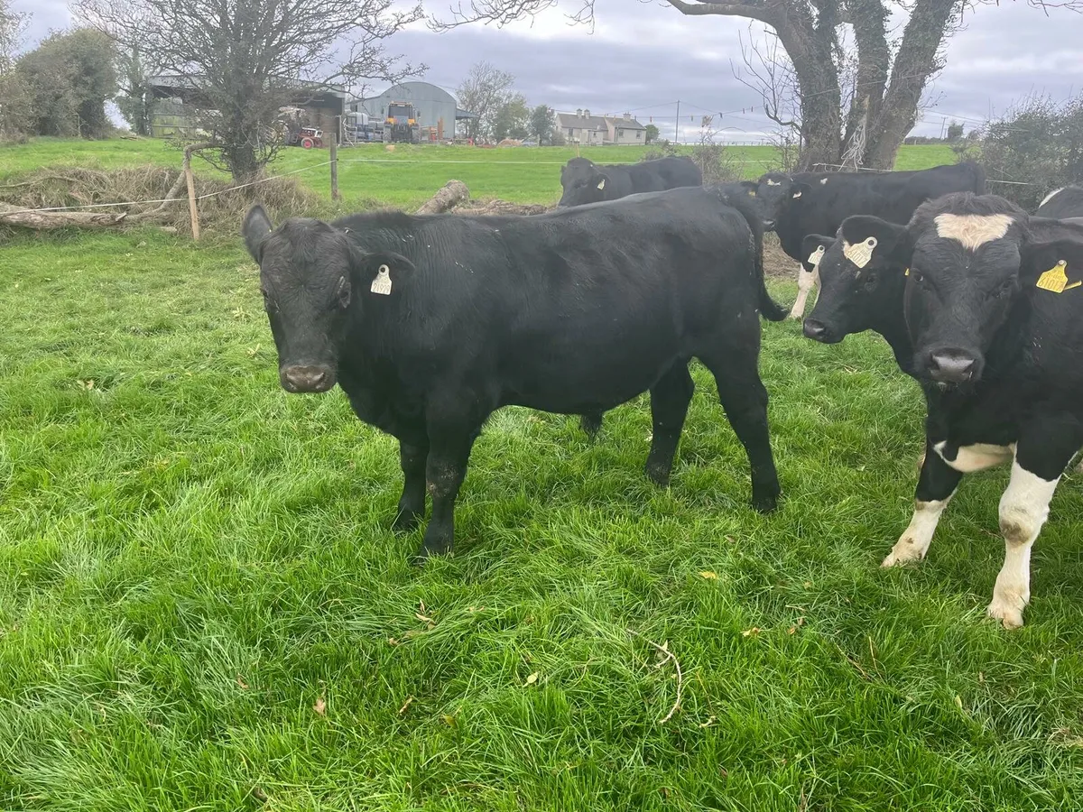 45 weanlings Enniscorthy Mart Tuesday 16th October - Image 1
