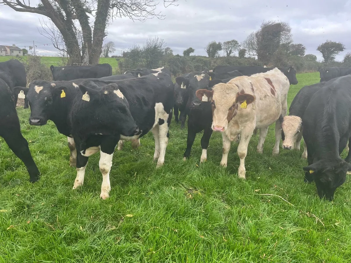 45 weanlings Enniscorthy Mart Tuesday 16th October - Image 2