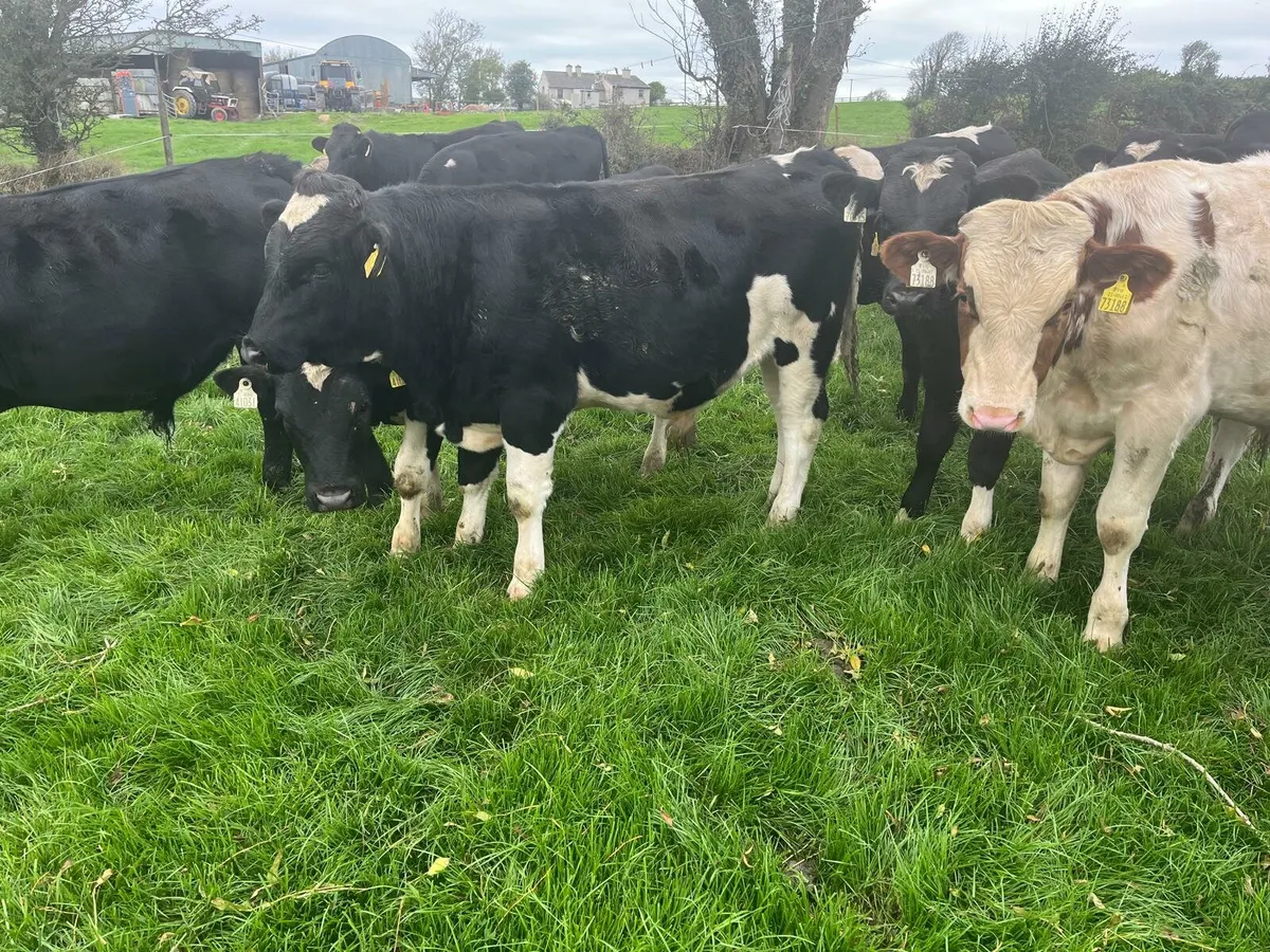 45 weanlings Enniscorthy Mart Tuesday 16th October - Image 3