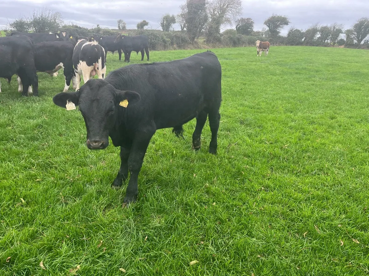 45 weanlings Enniscorthy Mart Tuesday 16th October - Image 4
