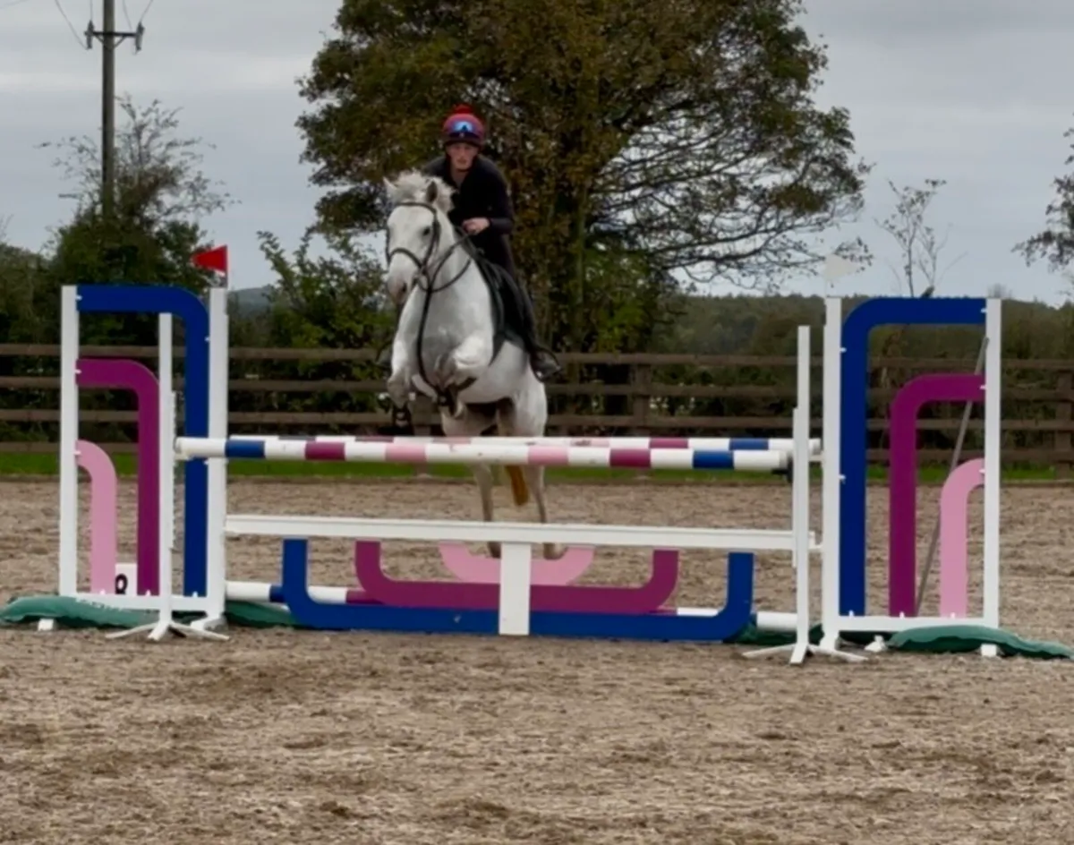 Top SJ/Event pony - Image 1
