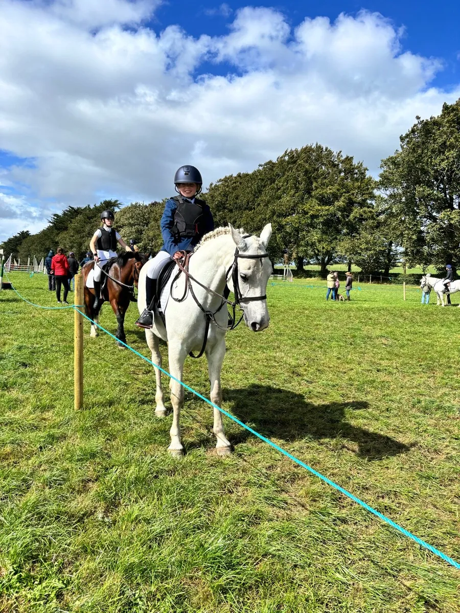 Top SJ/Event pony - Image 2