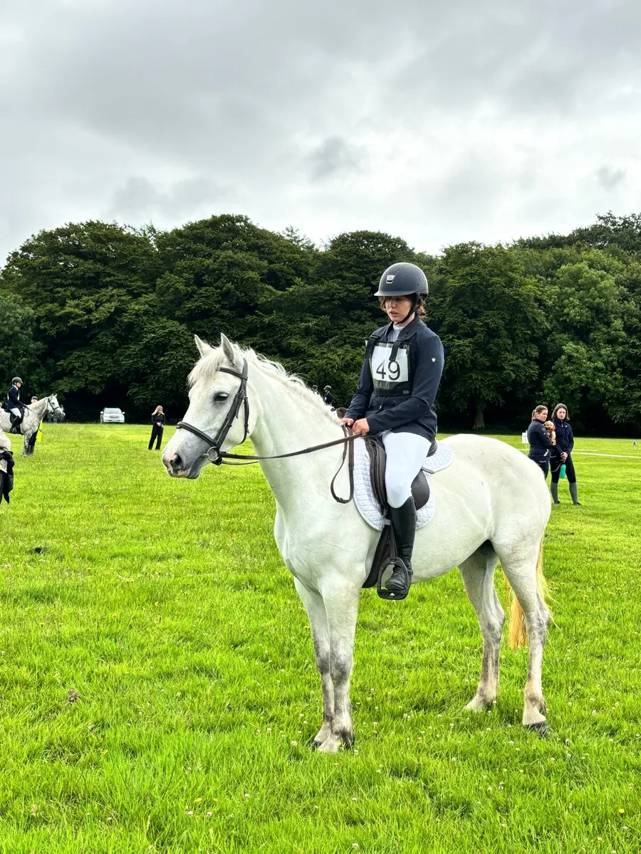 Top SJ/Event pony - Image 4