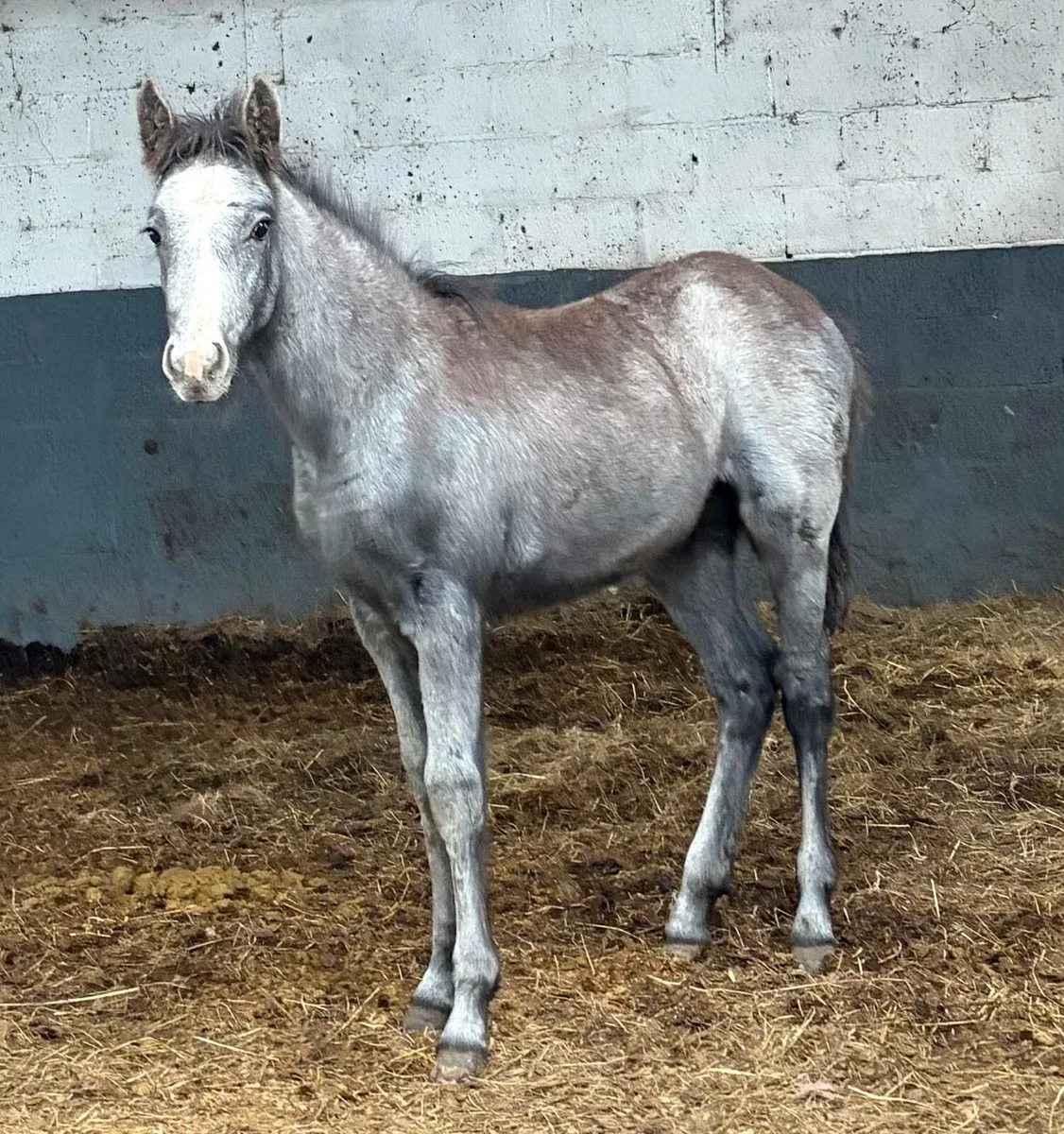 Filly foal to make 12.2hh pony - Image 1