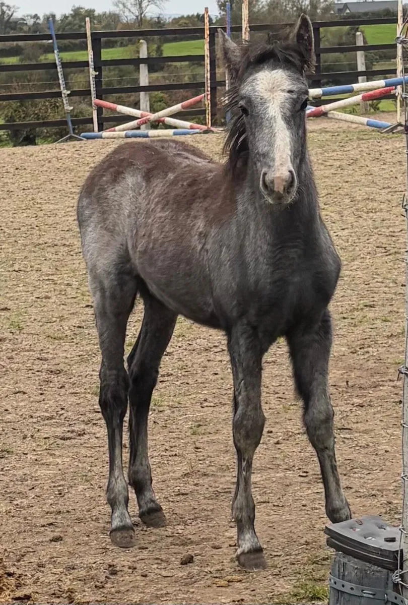 Filly foal to make 12.2hh pony - Image 2