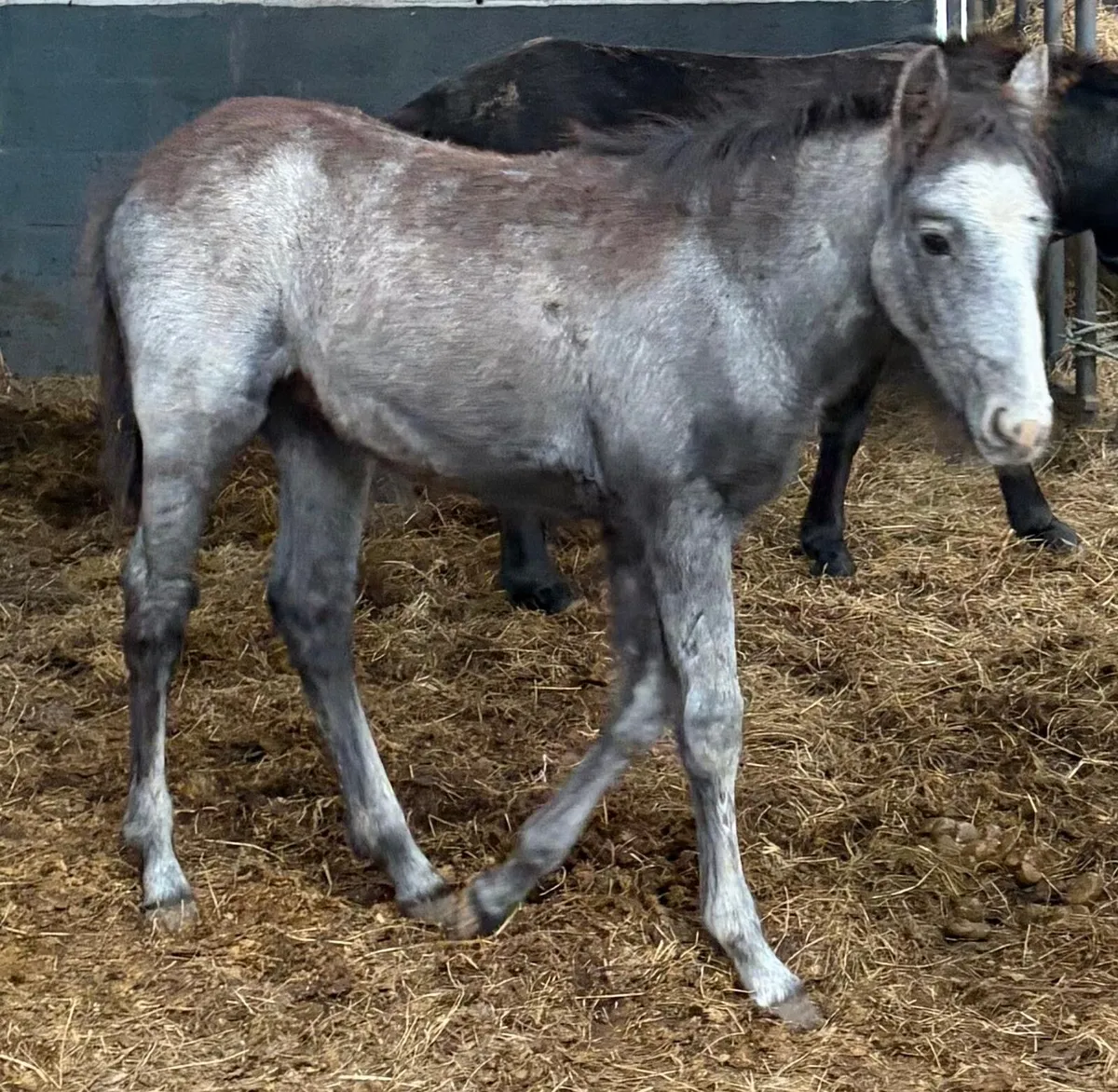Filly foal to make 12.2hh pony - Image 3