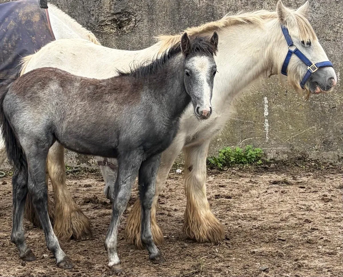 Filly foal to make 12.2hh pony - Image 4