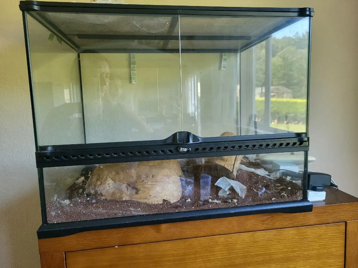 Corn snake - Image 2