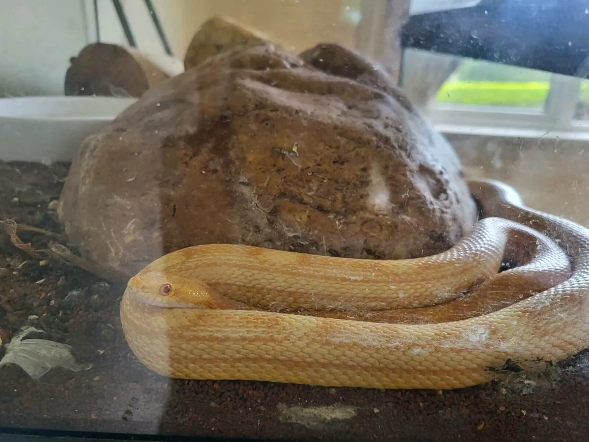 Corn snake - Image 1