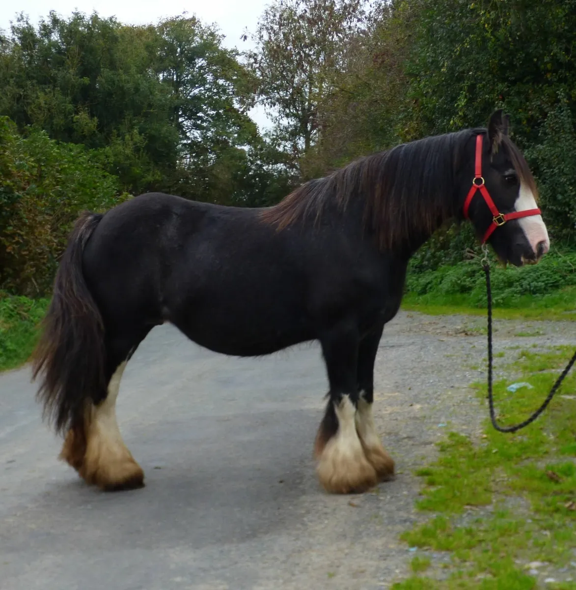 Extremely quiet cob mare