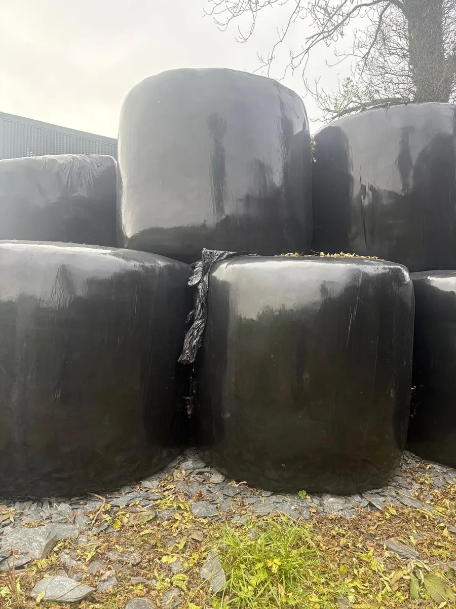 Silage bales - Image 1