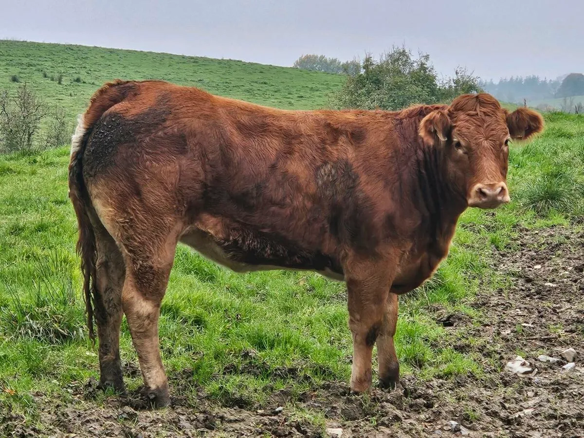 Beef Heifer - Image 1