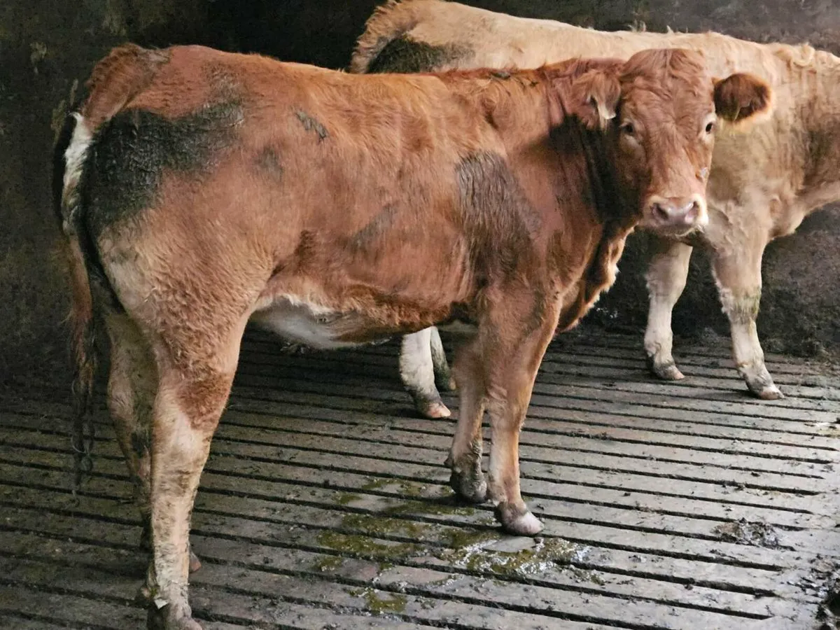 Beef Heifer - Image 2