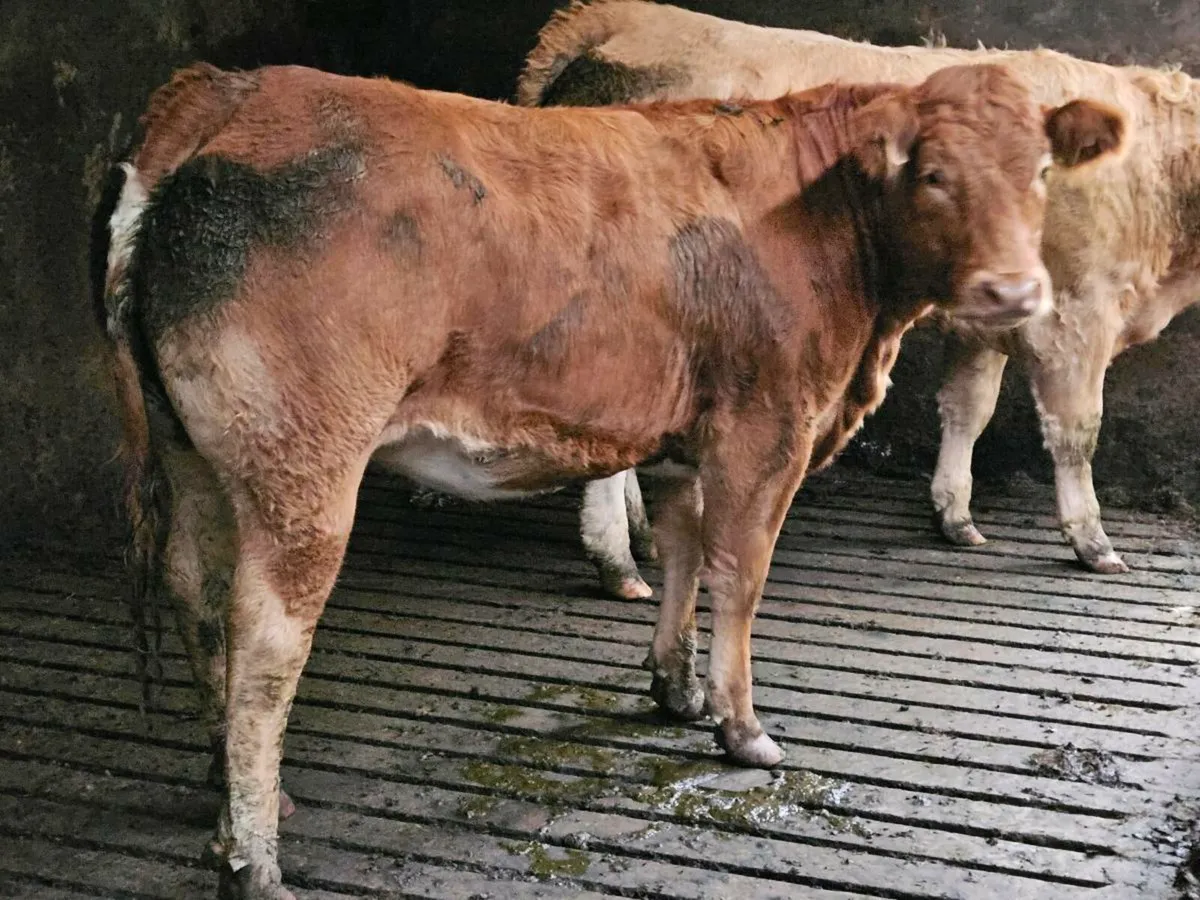 Beef Heifer - Image 3