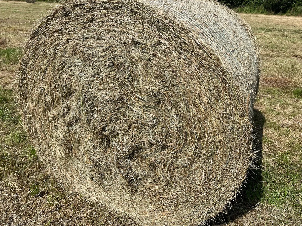 Silage & Hay - Image 4