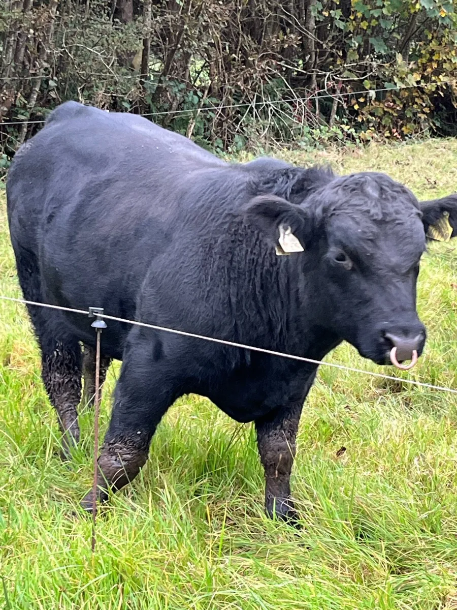 Pedigree Angus Bulls - Image 1