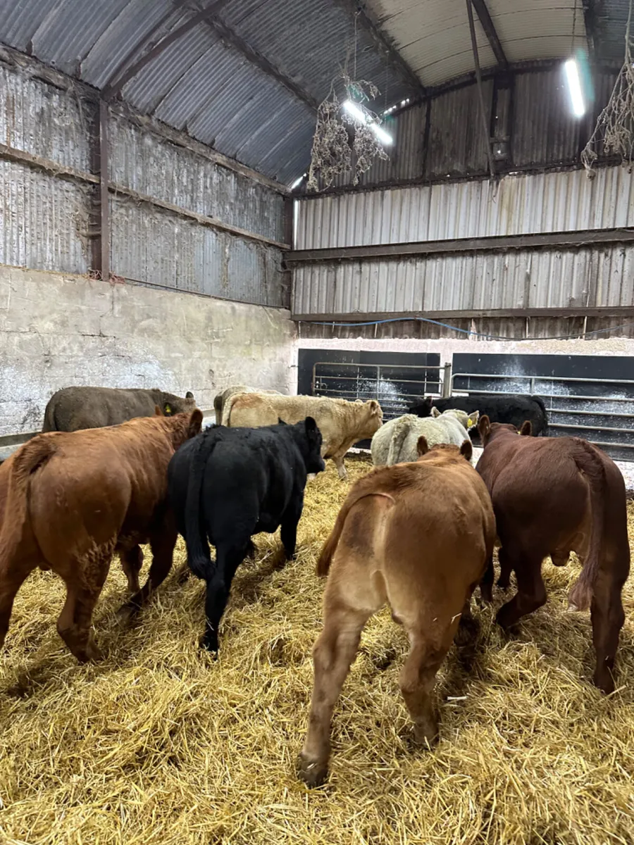 Lim and Charolais bulls bullocks - Image 3