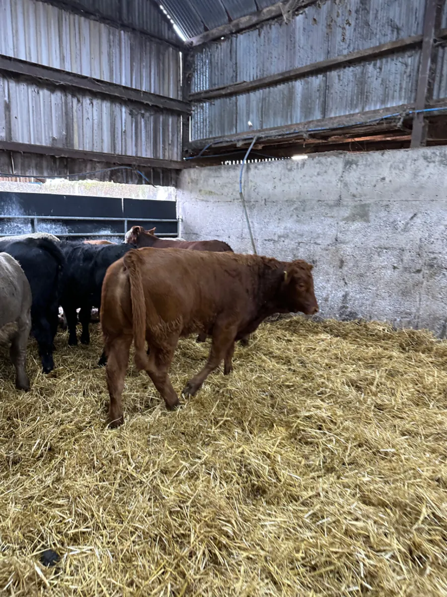 Lim and Charolais bulls bullocks - Image 4