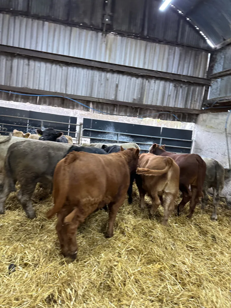 Lim and Charolais bulls bullocks - Image 2
