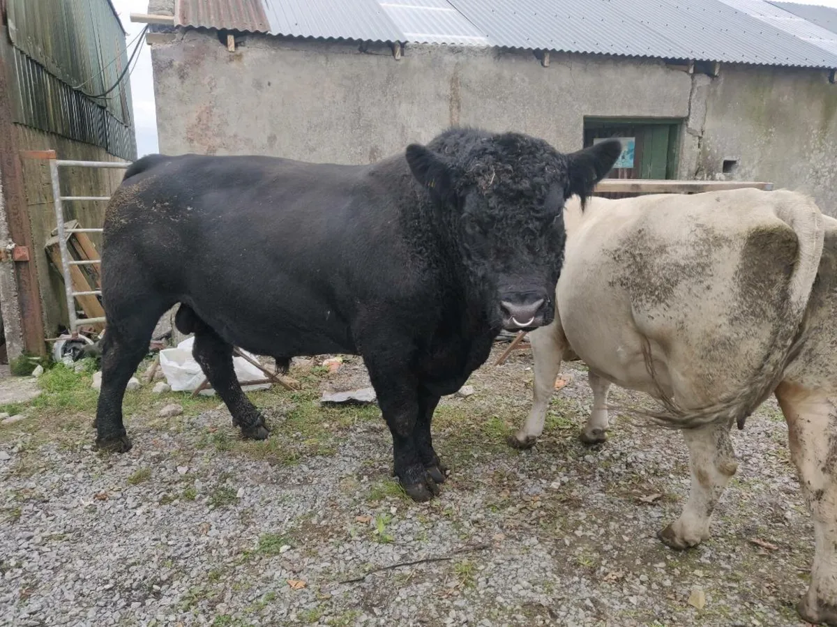 AA Bull - Image 1