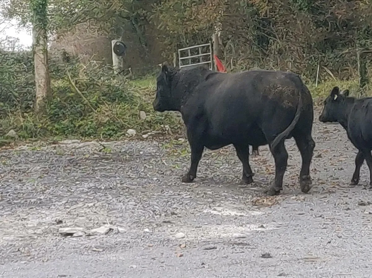 AA Bull - Image 2